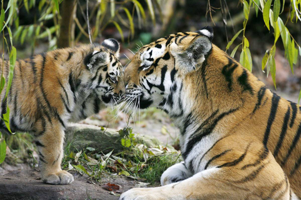 Сибирские тигры, мама и дитя, в зоопарке Нюрнберга