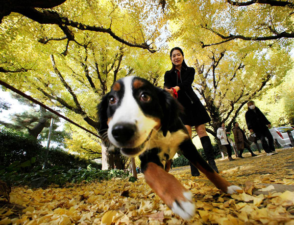 Женщина выгуливает собаку в Токио