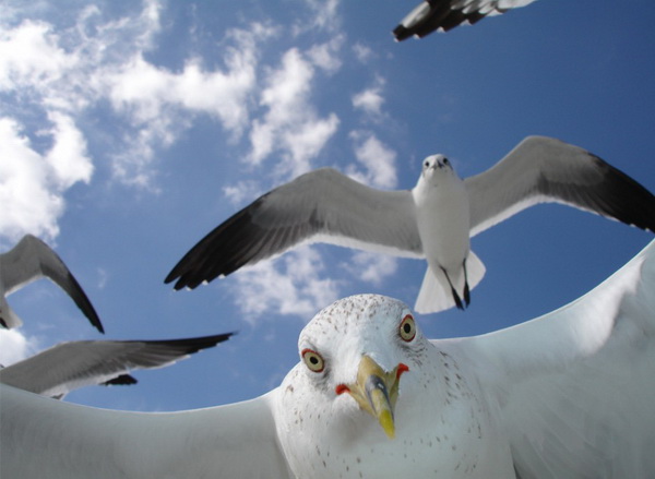 Конкурс фотографии National Geographic