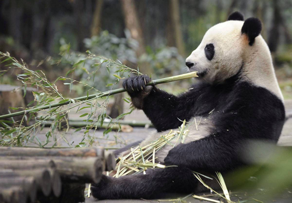 Четырехлетний самец панды Ванг Ванг жует бамбук в Исследовательском центре защиты больших панд в Китае, Яаань, провинция Сычуань