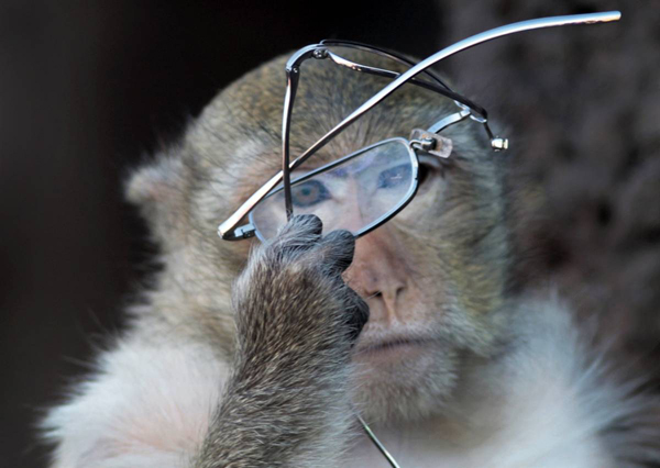 Длиннохвостая макака стащила очки на Фестивале обезьян Лопбури в Тайланде