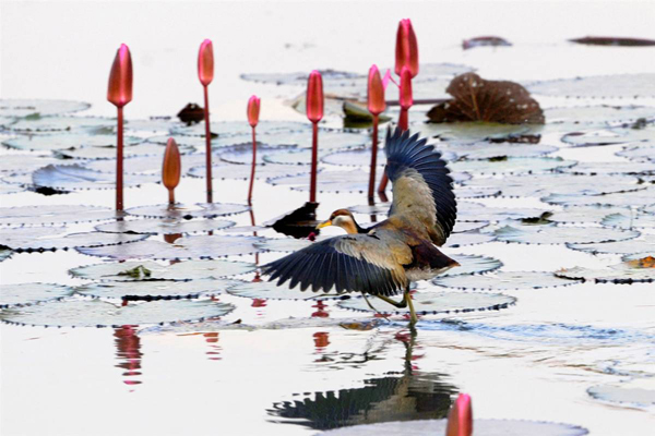 Птица идет по листьям кувшинок в озере на территории университета Джахангирнагар в Даке, Бангладеш