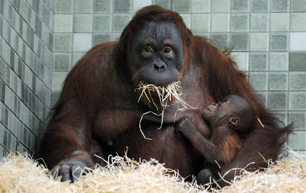 29-летняя самка суматранского орангутана по кличке Бини и ее 10-недельный детеныш Булан