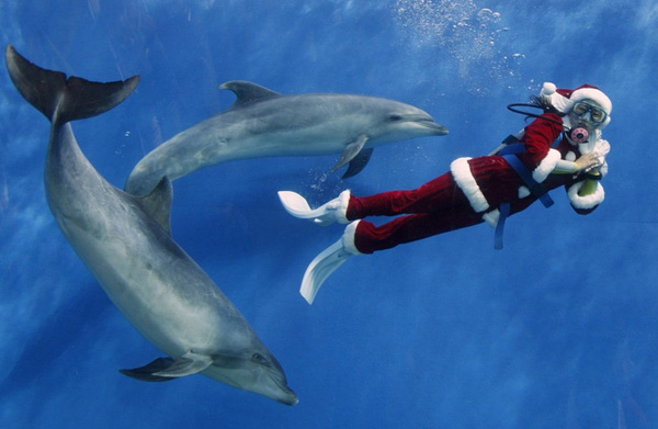 Дайвер в костюме Санта Клауса плавает с дельфинами в аквариуме Морского рая Хаккеидзима в Йокогаме, Япония