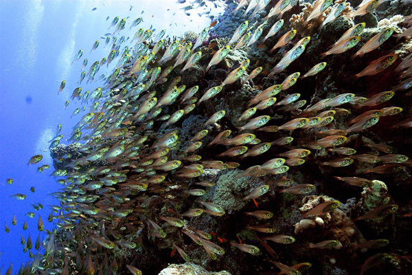 Тысячи рыбок Красного моря в Национальном морском парке в Шарм-эль-Шейхе, Египет