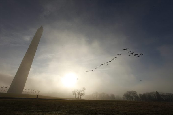 Стая гусей рано утром пролетает над Вашингтонским монументом