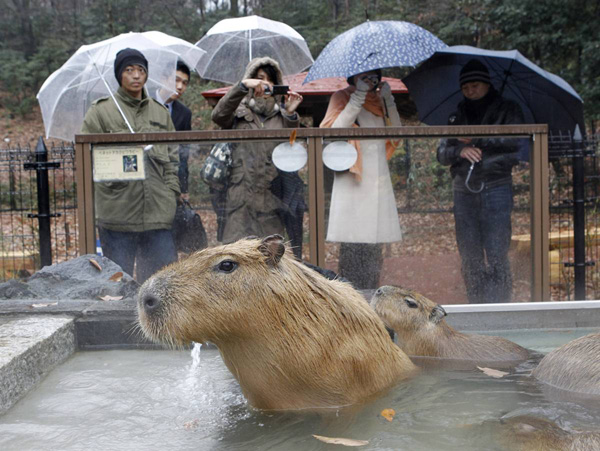 Капибары принимают горячую ванну в Saitama Childrens Zoo возле Токио