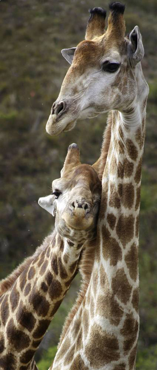 Два жирафа прислонились к друг другу в Охотничьем заказнике Ботлирскоп в Моссел Бэй, ЮАР