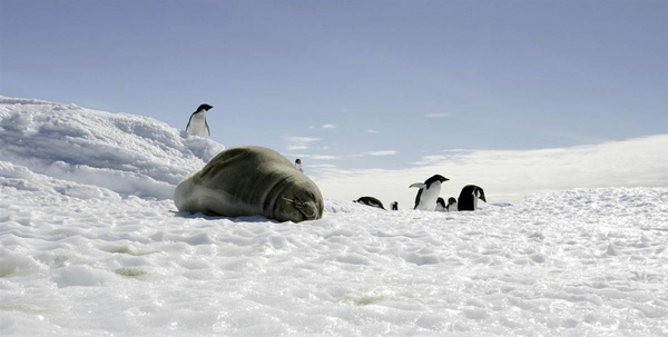 Морской котик спит рядом с пингвинами в Бот Харбор, Антарктика