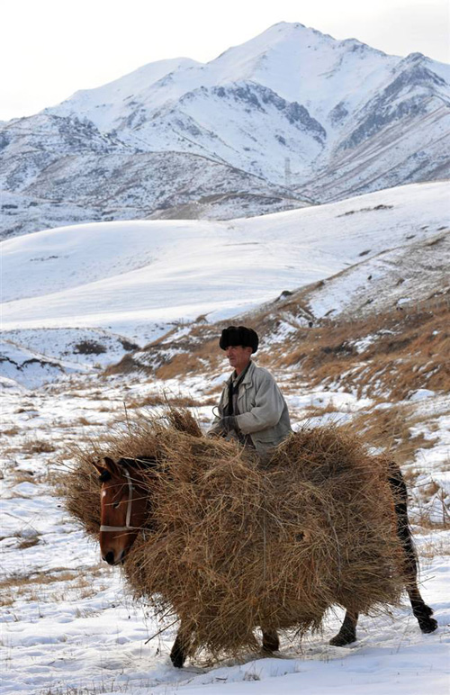 Киргизский крестьянин заготавливает сено на зиму в горах возле деревни Таш-Башат