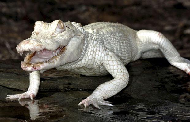 albino_crocodile.jpg