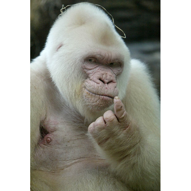 albino_gorilla.jpg