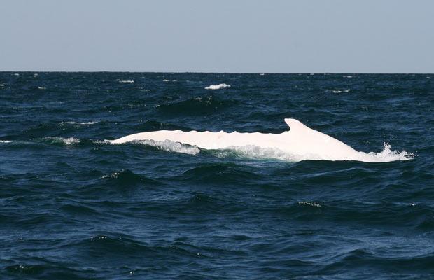 albino_humpback_whale.jpg
