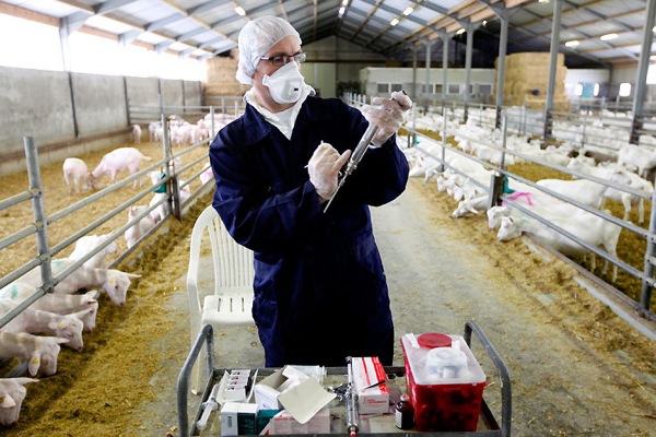 Голландия борется с козьим гриппом