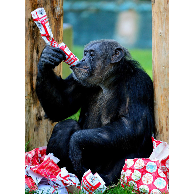 chimpanzee_twycross_zoo_leicestershire2.jpg