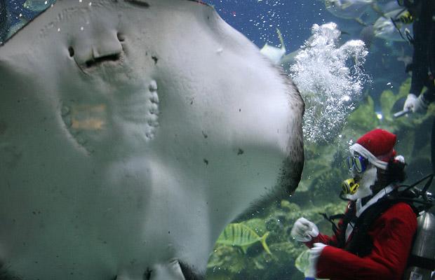 giant_blotched_fantail_ray_aquaria_underwater_park_kuala_lumpur.jpg