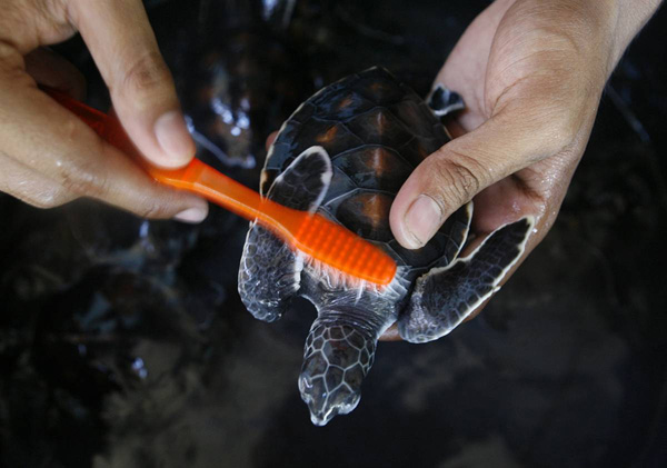 Рабочий чистит панцирь черепашонка в черепашьем питомнике на Бали