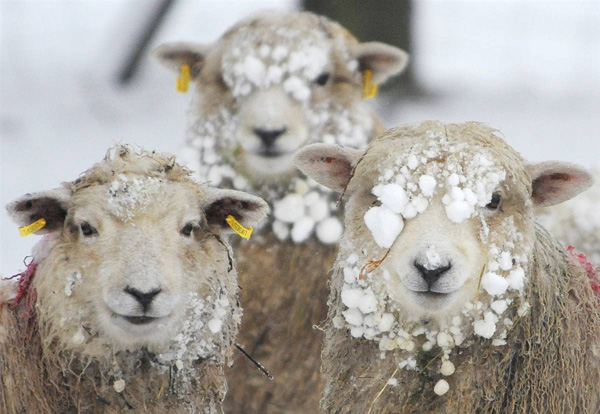 Овцы в Хелперби, Англия
