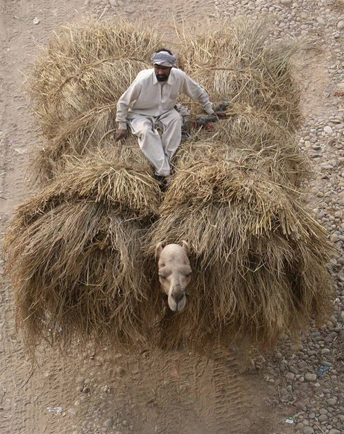 Человек на верблюде в Джамму, Индия