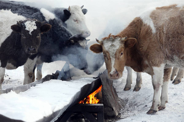Коровы греются у огня, спасаясь от холода на ферме в Маганске, Россия