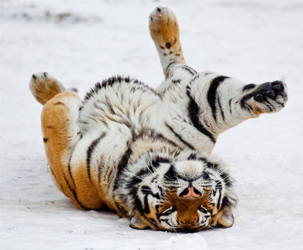 Символ наступившего года - тигр как бы интересуется у посетителей зоопарка в Эберсвальде, Германия, сколько уже можно праздновать
