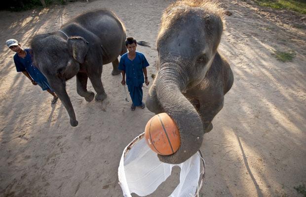 elephants_basketball_thailand01.jpg