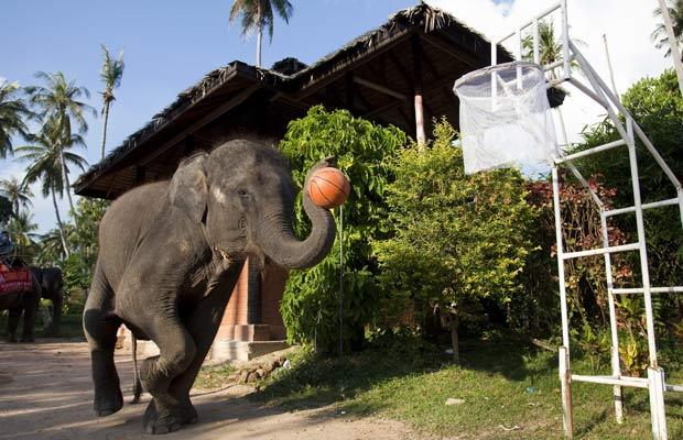 elephants_basketball_thailand02.jpg