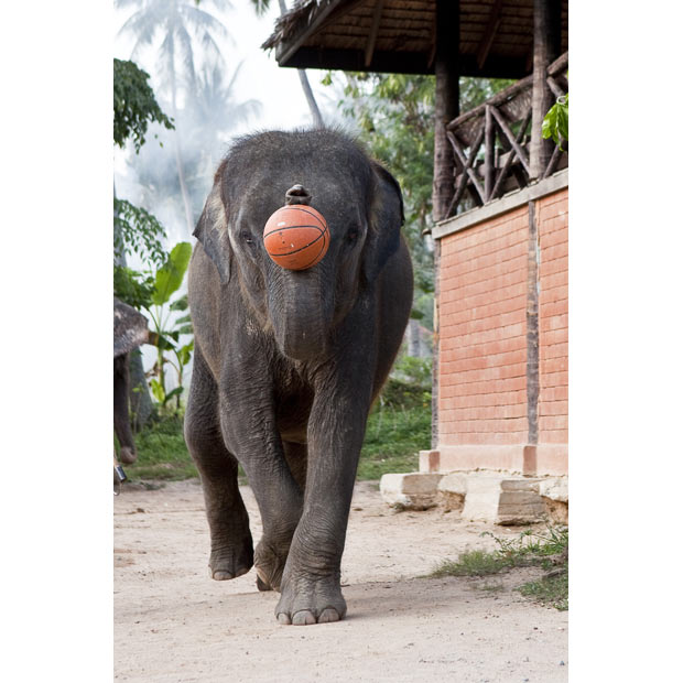 Тайские слоны, играющие в баскетбол.