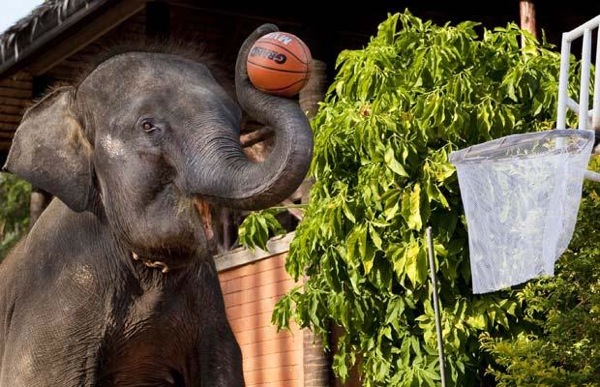 Слоны играют в баскетбол в Тайланде
