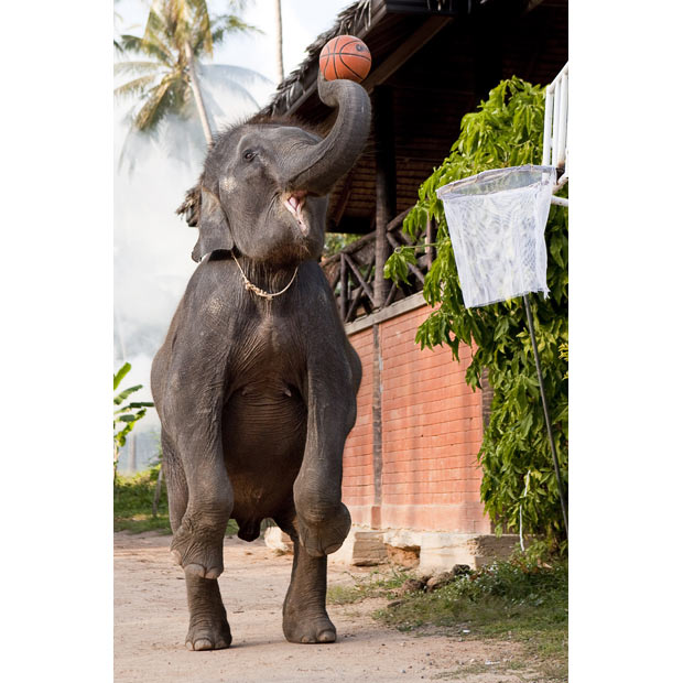 elephants_basketball_thailand06.jpg