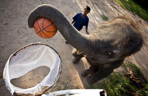 elephants_basketball_thailand07.jpg