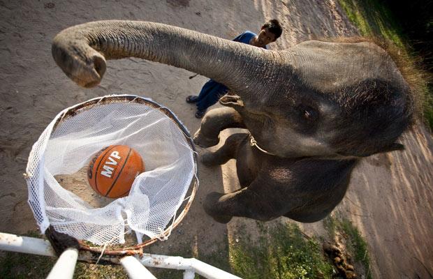 elephants_basketball_thailand08.jpg