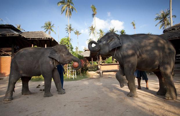 Elephants play basketball in Thailand
