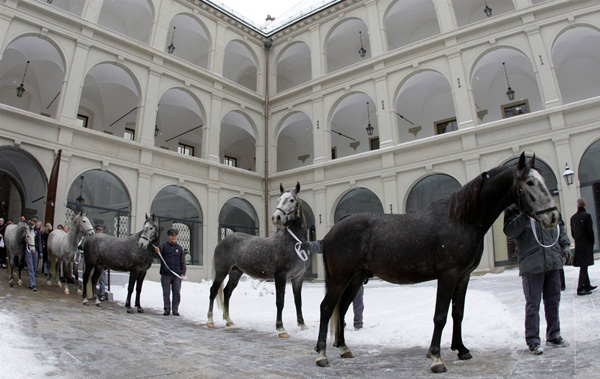 Лошади во дворе испанской Школы верховой езды в Вене, Австрия