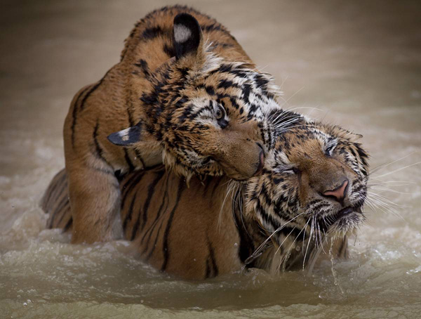 Два самца тигра играют в Tiger Temple в Kanchanaburi, Тайланд