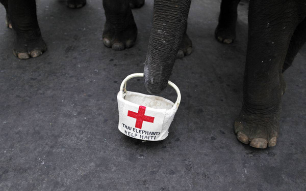 Слон в Бангкоке несет корзину для сбора средств в помощь жертвам  недавнего землетрясения на Гаити