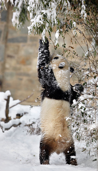 Panda+Tai+Shan+Plays+Snow+Last+Day+Zoo+Before+2lMyLXr6O8Pl.jpg