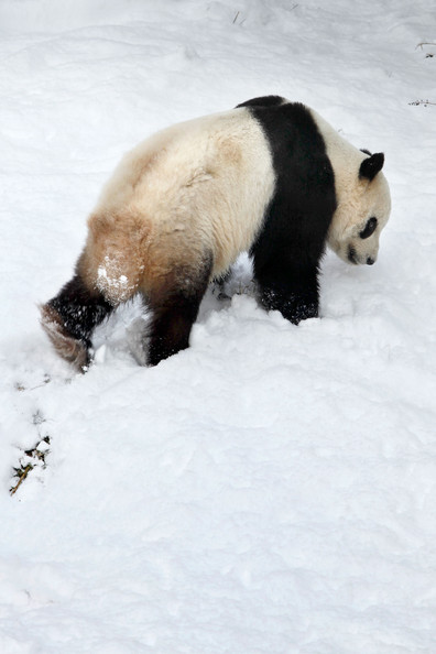 Panda+Tai+Shan+Plays+Snow+Last+Day+Zoo+Before+7OZRFm4CGDFl.jpg
