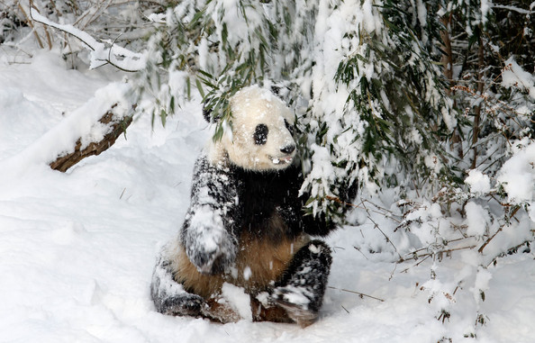 Panda+Tai+Shan+Plays+Snow+Last+Day+Zoo+Before+M52pGOoVPpXl.jpg