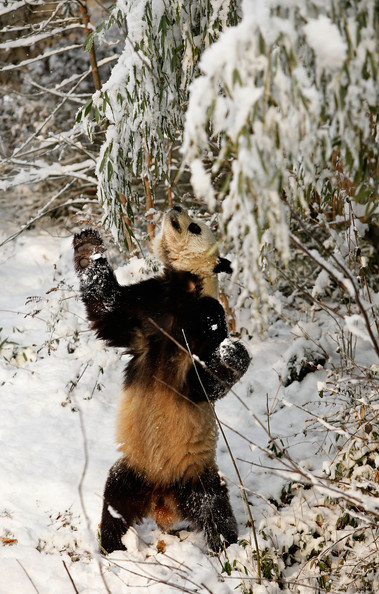 Panda+Tai+Shan+Plays+Snow+Last+Day+Zoo+Before+MmmBESEKv--l.jpg