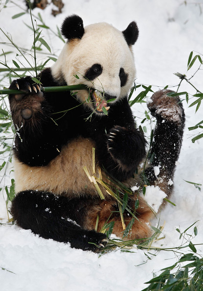 Panda+Tai+Shan+Plays+Snow+Last+Day+Zoo+Before+SeYMi4eOLsjl.jpg
