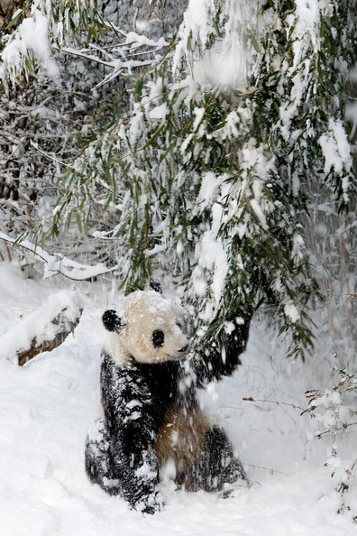 Panda+Tai+Shan+Plays+Snow+Last+Day+Zoo+Before+eEnpR6qcD3-l.jpg