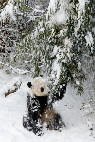 Panda+Tai+Shan+Plays+Snow+Last+Day+Zoo+Before+eEnpR6qc-l.jpg