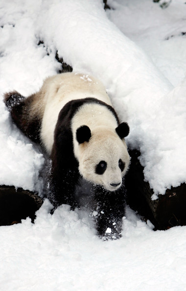 Panda+Tai+Shan+Plays+Snow+Last+Day+Zoo+Before+ewUDyDyFiVQl.jpg
