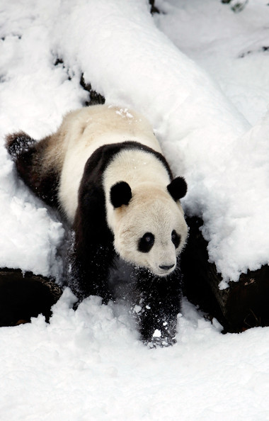 Panda+Tai+Shan+Plays+Snow+Last+Day+Zoo+Before+ewUDyDyFiVQl.jpg