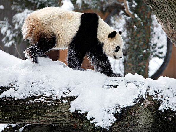 Panda+Tai+Shan+Plays+Snow+Last+Day+Zoo+Before+hxD9cB1Z_wdl.jpg