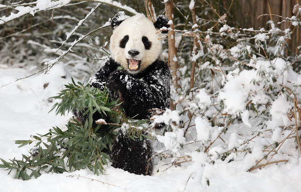 Panda+Tai+Shan+Plays+Snow+Last+Day+Zoo+Before+lb_UoYahMLwl.jpg