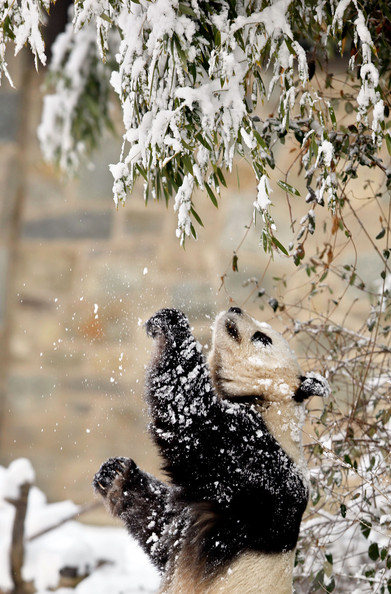 Panda+Tai+Shan+Plays+Snow+Last+Day+Zoo+Before+qx00SGbF-igl.jpg