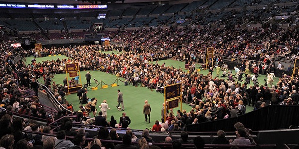 Dog Show Westminster Kennel Club 2010 in New York