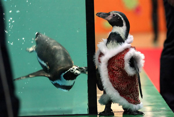 Пингвин, одетый в праздничный кафтан в Taizhou Ocean World в Китае, удивляется, почему его собрат абсолютно гол